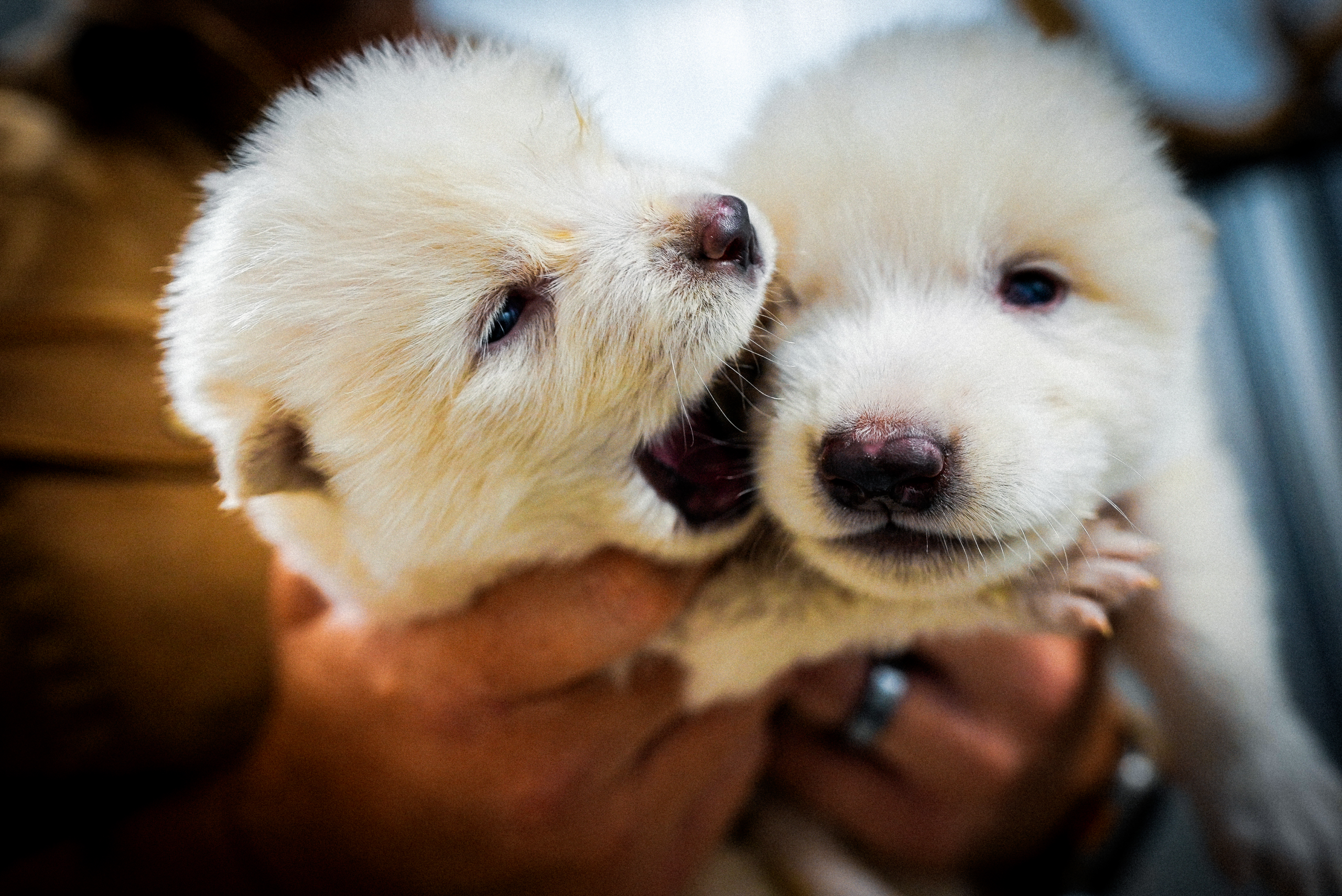 dire-wolf-pups